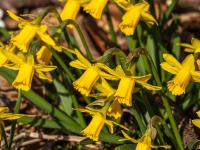 Gelbe Narzissen oder Osterglocken